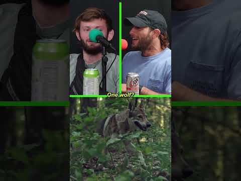 Could Nicky Ryan take down and pin a wolf?