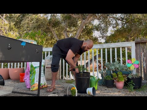 Sunday check in (Koffee Krew + Gardening)