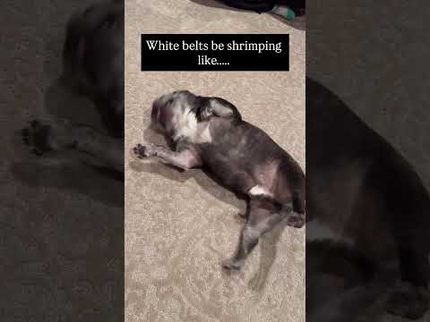 White Belts be shrimping like….