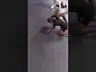 Bjj Security Camera Highlights