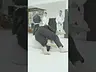 Alliance Jiu Jitsu - Treino para iniciantes