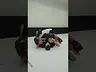 side control crucifix - Precision MMA