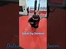 Outside Trip Takedown #mma #martialarts #wrestling