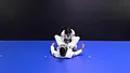 Gracie Tampa South Intro BJJ Curriculum by Matt Arroyo image 5