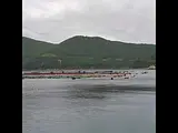 【野生のイルカ】初めて見た🐬