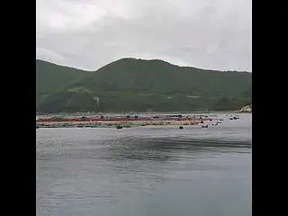 【野生のイルカ】初めて見た🐬
